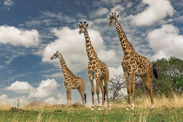 Jones, Adam 아티스트의 Three Masai Giraffe작품입니다.